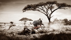 Zebra lion Wild Trees