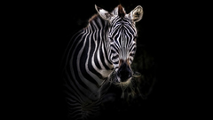 Zebra Wild Animals