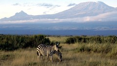 Zebras Africa Landscapes Animals