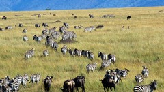 Zebras Kenya wildebeest