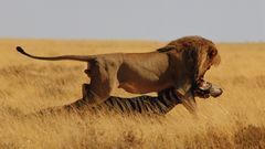 Zebras Prey Lions Animals