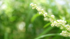 Zodia by cloverse high