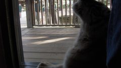 Zoo Wild Animals Tigers