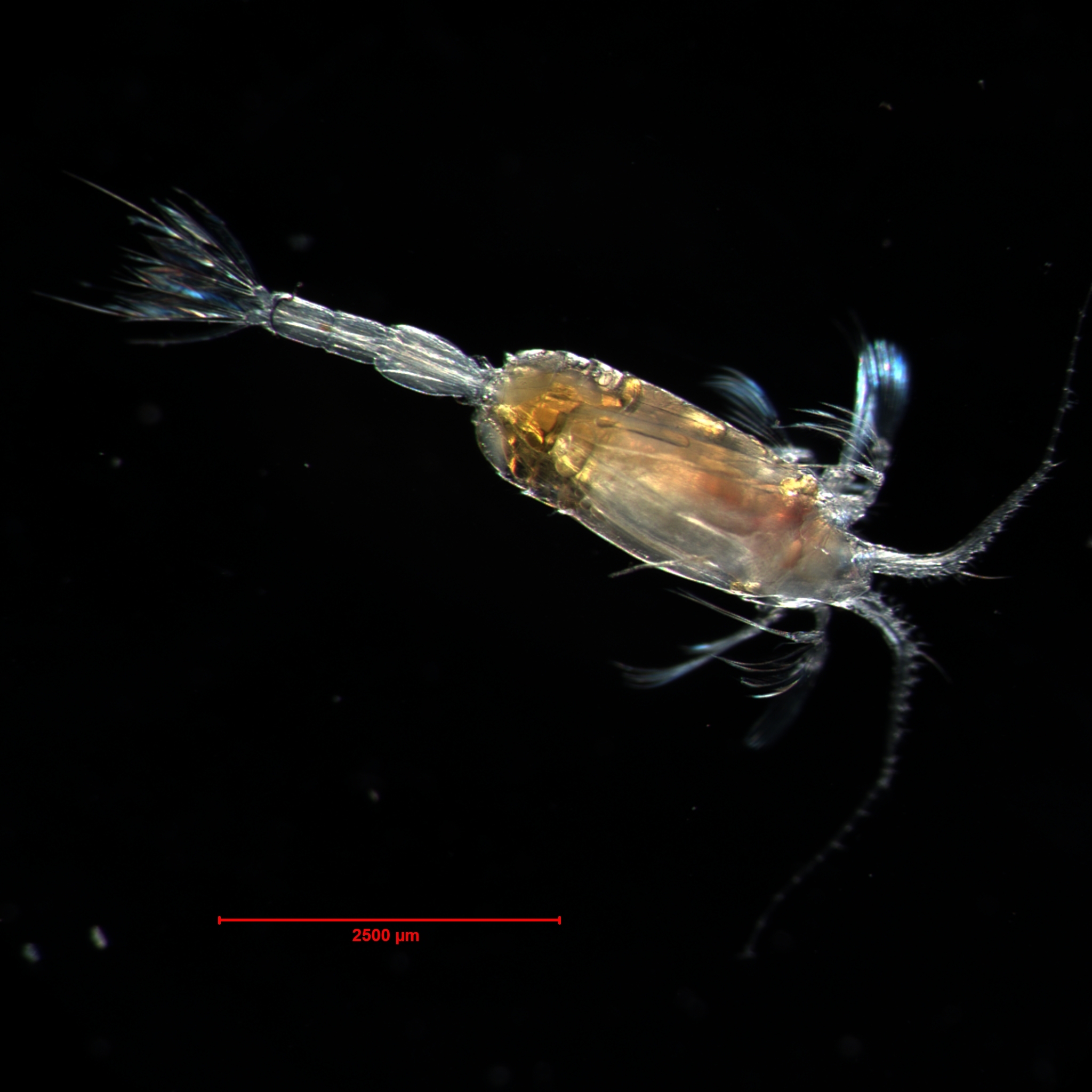 Зоопланктон уровень. Зоопланктон коловратки. Зоопланктон и фитопланктон. Зоопланктон рачки. Crustacea зоопланктон.