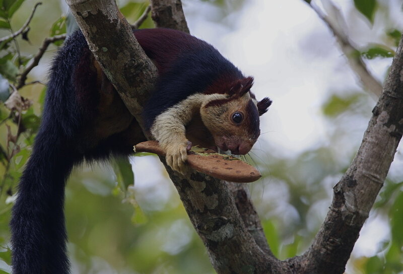 Indian Giant Squirrel