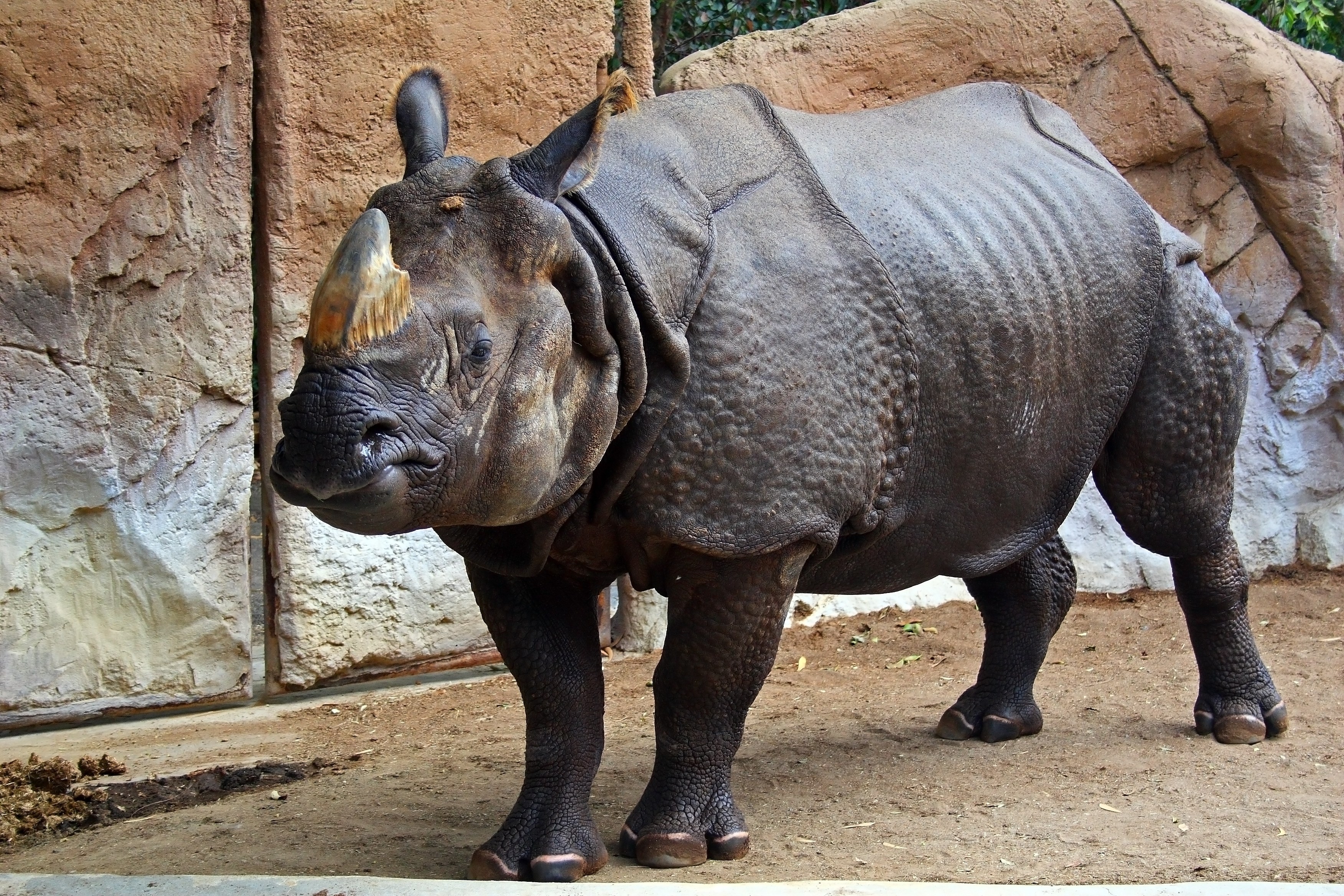 Indian rhinoceros in enclosure