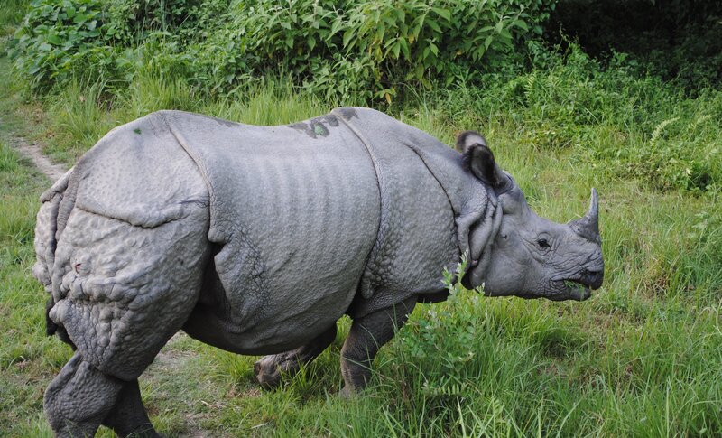 Indian rhinoceros in grassland