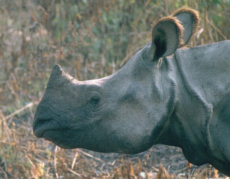 Indian rhinoceros in the wild
