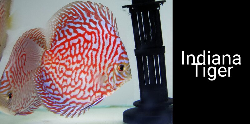 Indiana Tiger Discus Fish