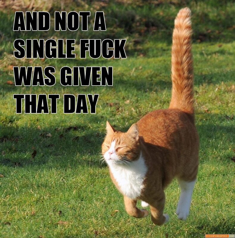 indifferent cat meme