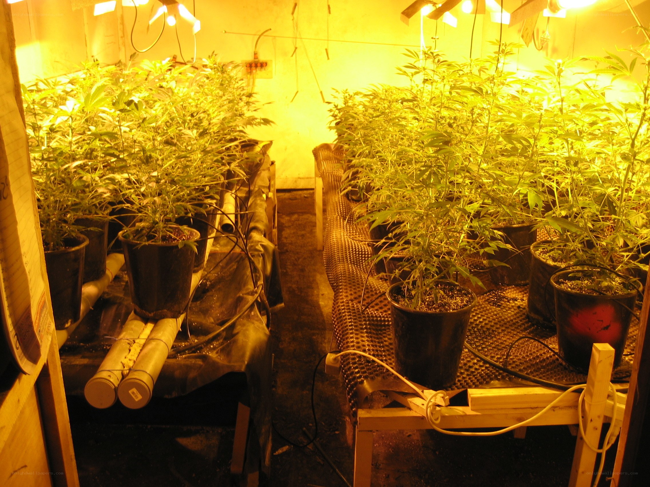 indoor cannabis cultivation