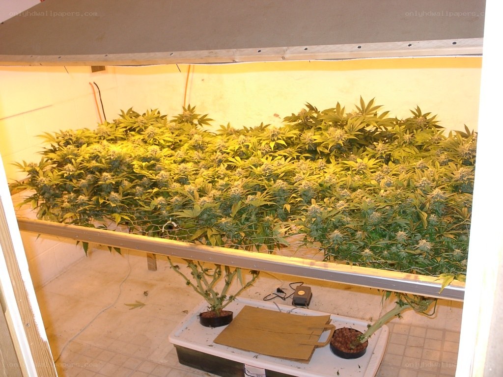 indoor cannabis cultivation