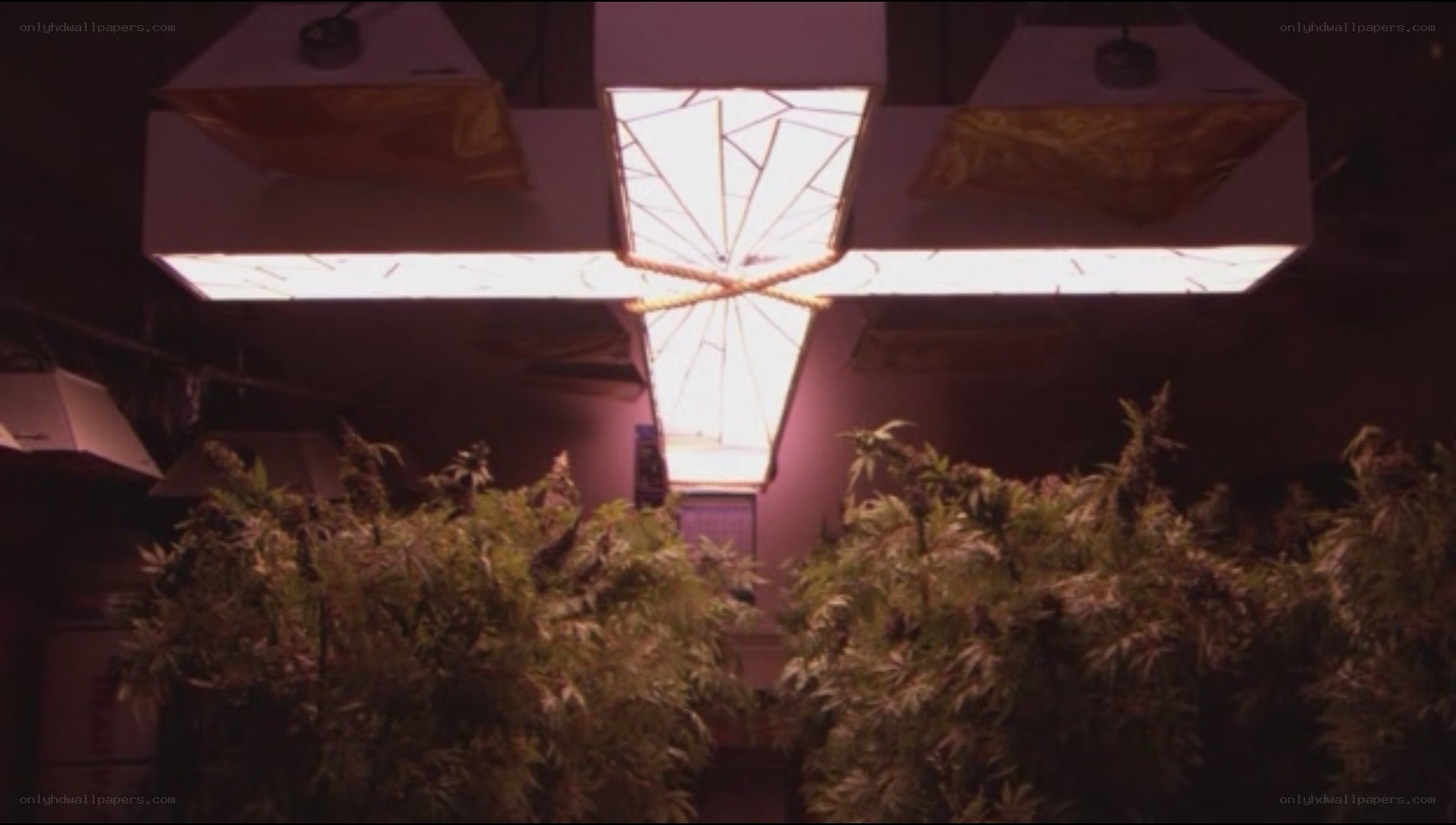 indoor cannabis cultivation