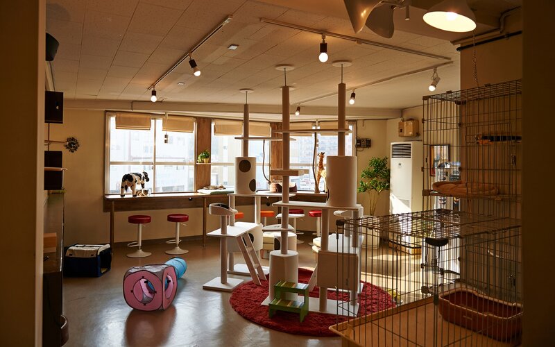 indoor cat play area
