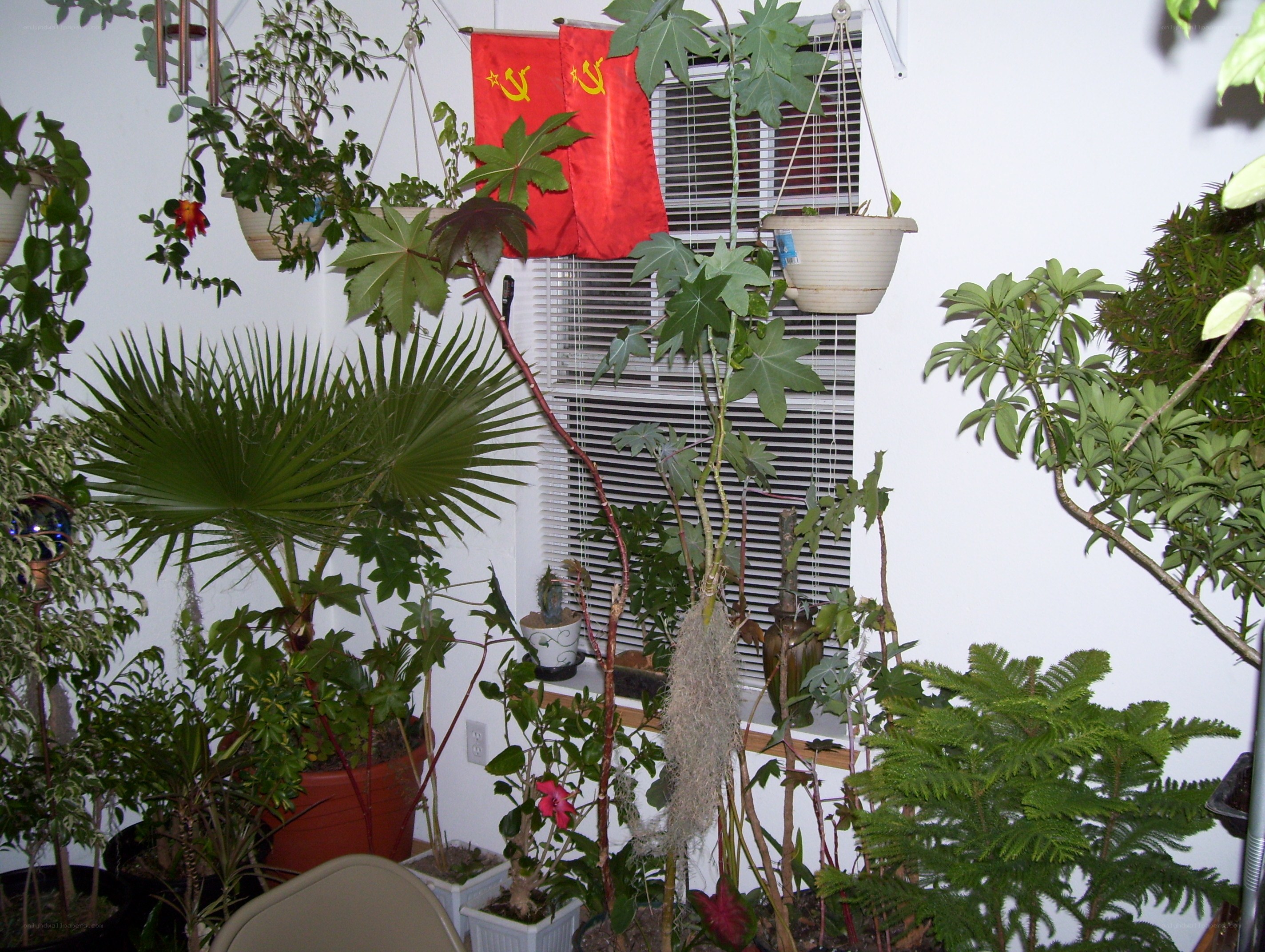 indoor plants with red flags