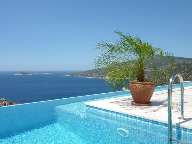 Infinity Pool with Palm Tree