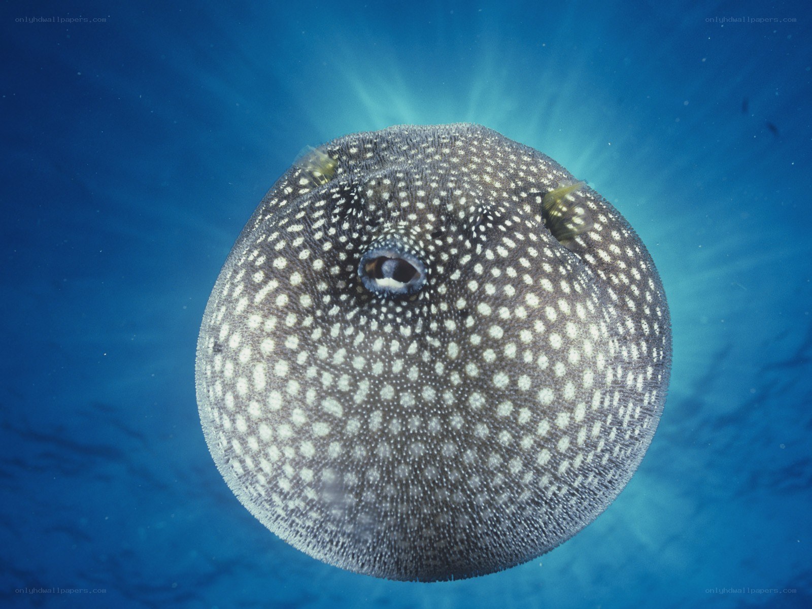 inflated puffer fish underwater