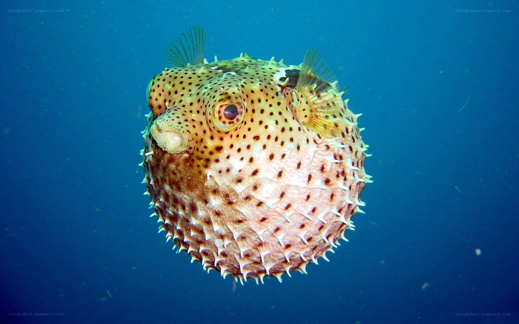 inflated puffer fish underwater