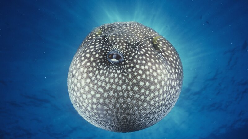 inflated pufferfish in blue water