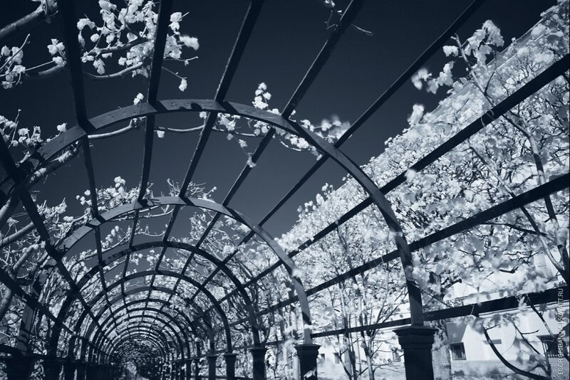 Infrared Arbor Tunnel — Black