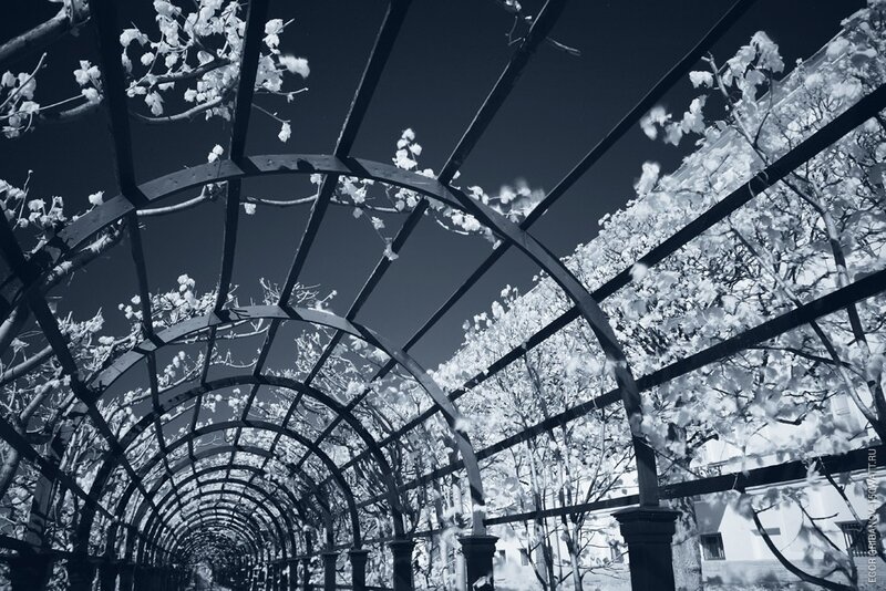 Infrared arbor tunnel