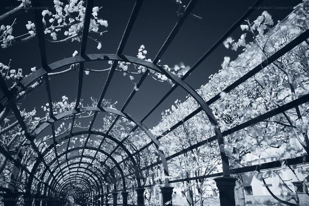 Infrared arbor tunnel