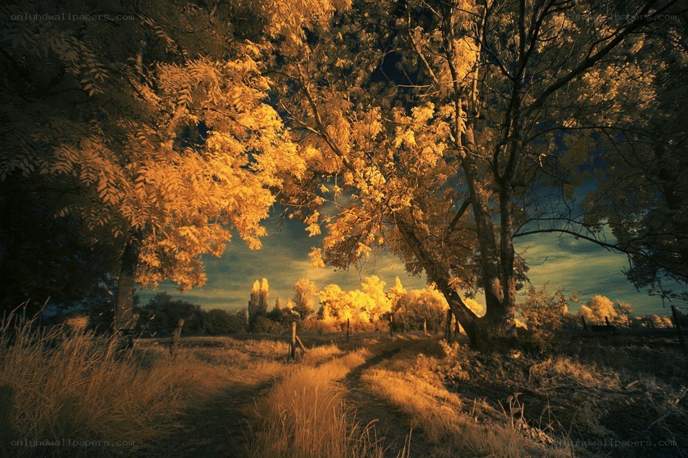 Infrared autumn landscape