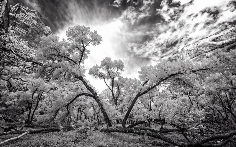 Infrared canyon trees