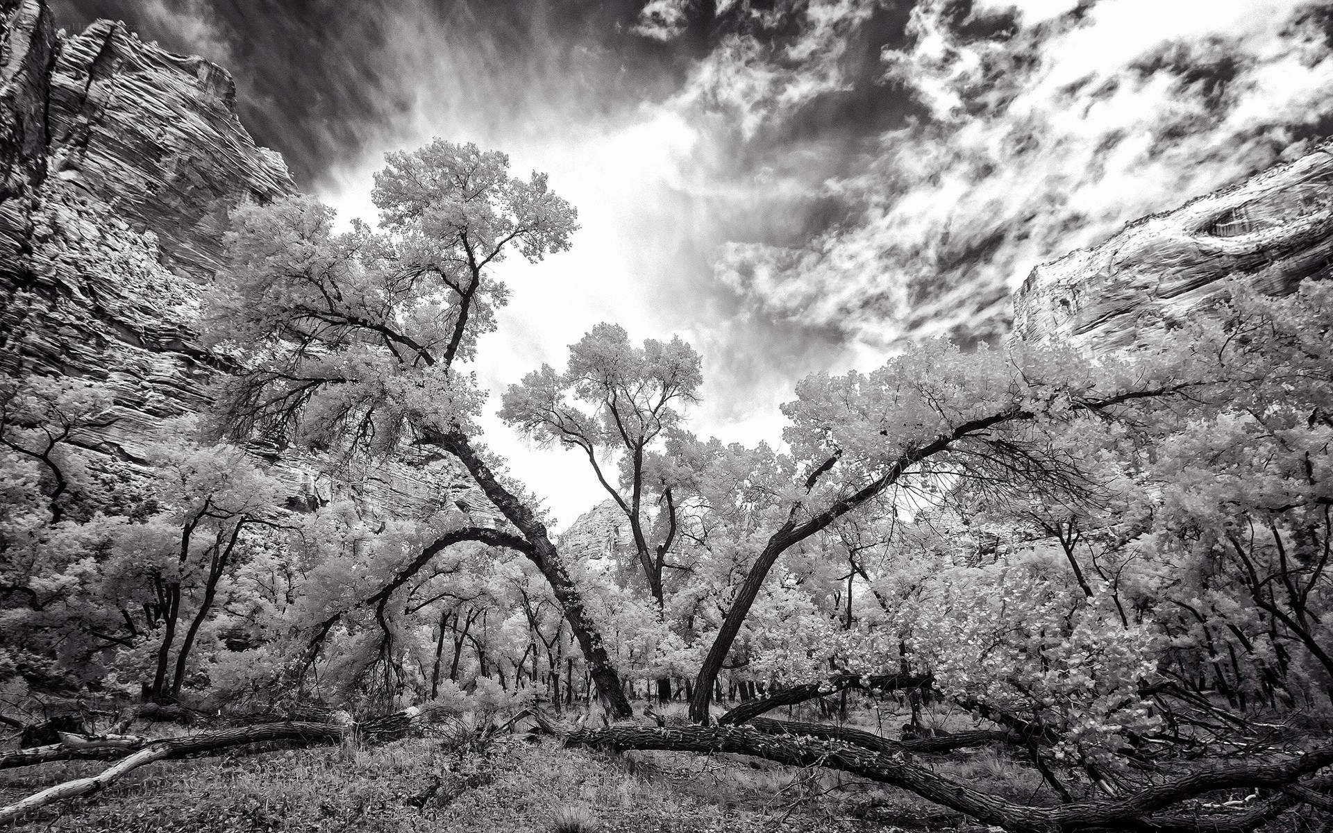 Infrared canyon trees