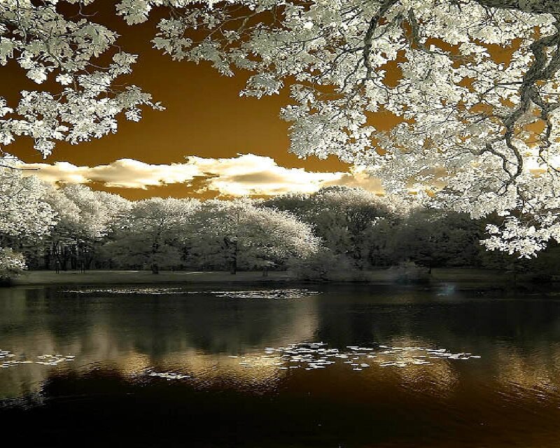 Infrared cherry blossoms by lake