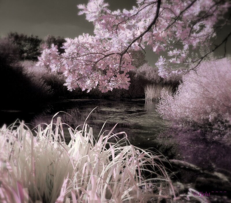 Infrared cherry blossoms by water