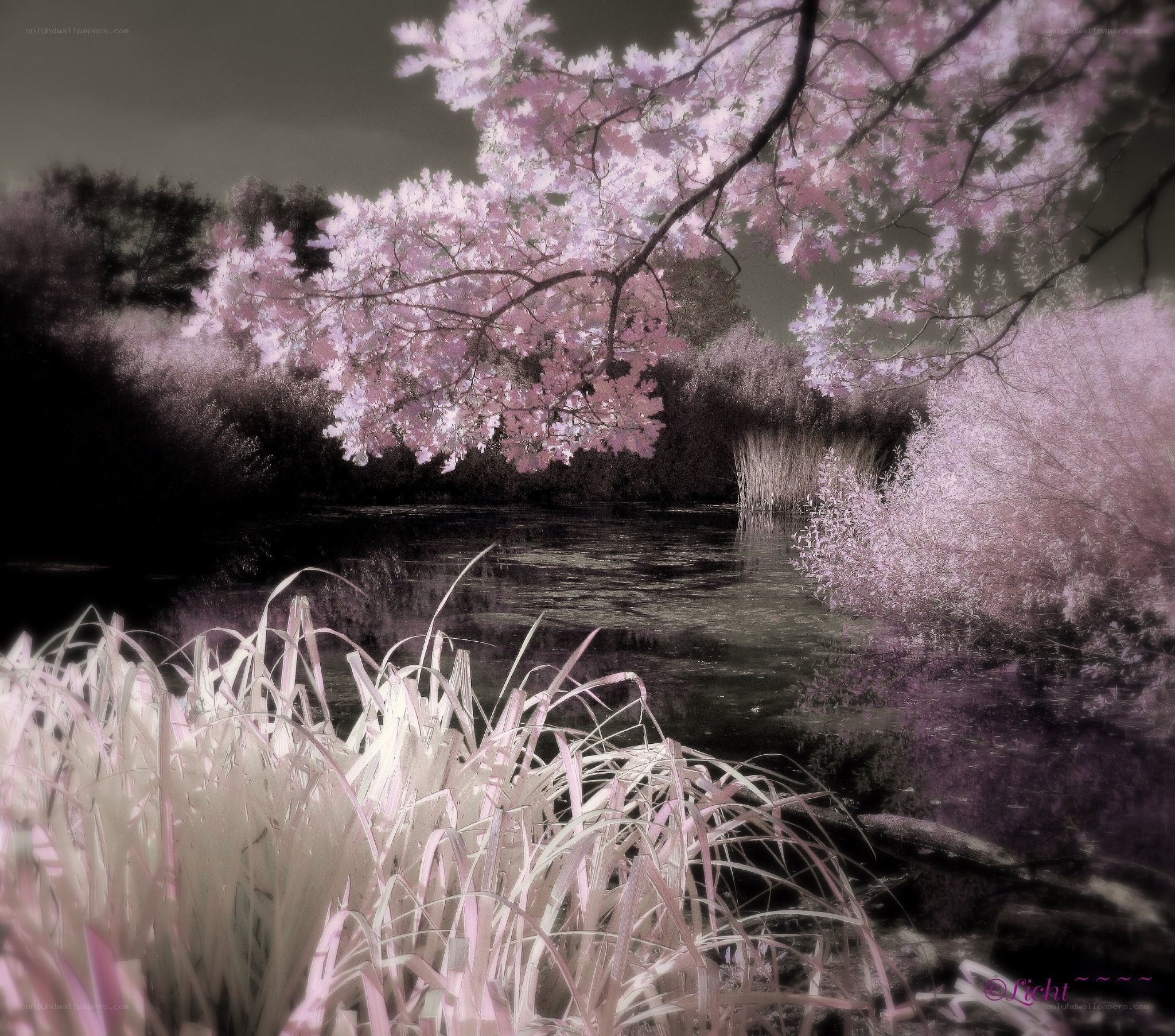 Infrared cherry blossoms by water