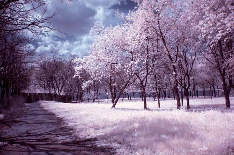 Infrared Cherry Blossoms