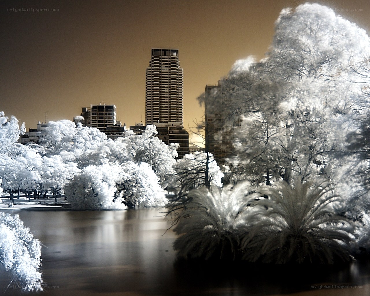 Infrared city park scene