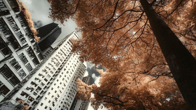 Infrared city trees