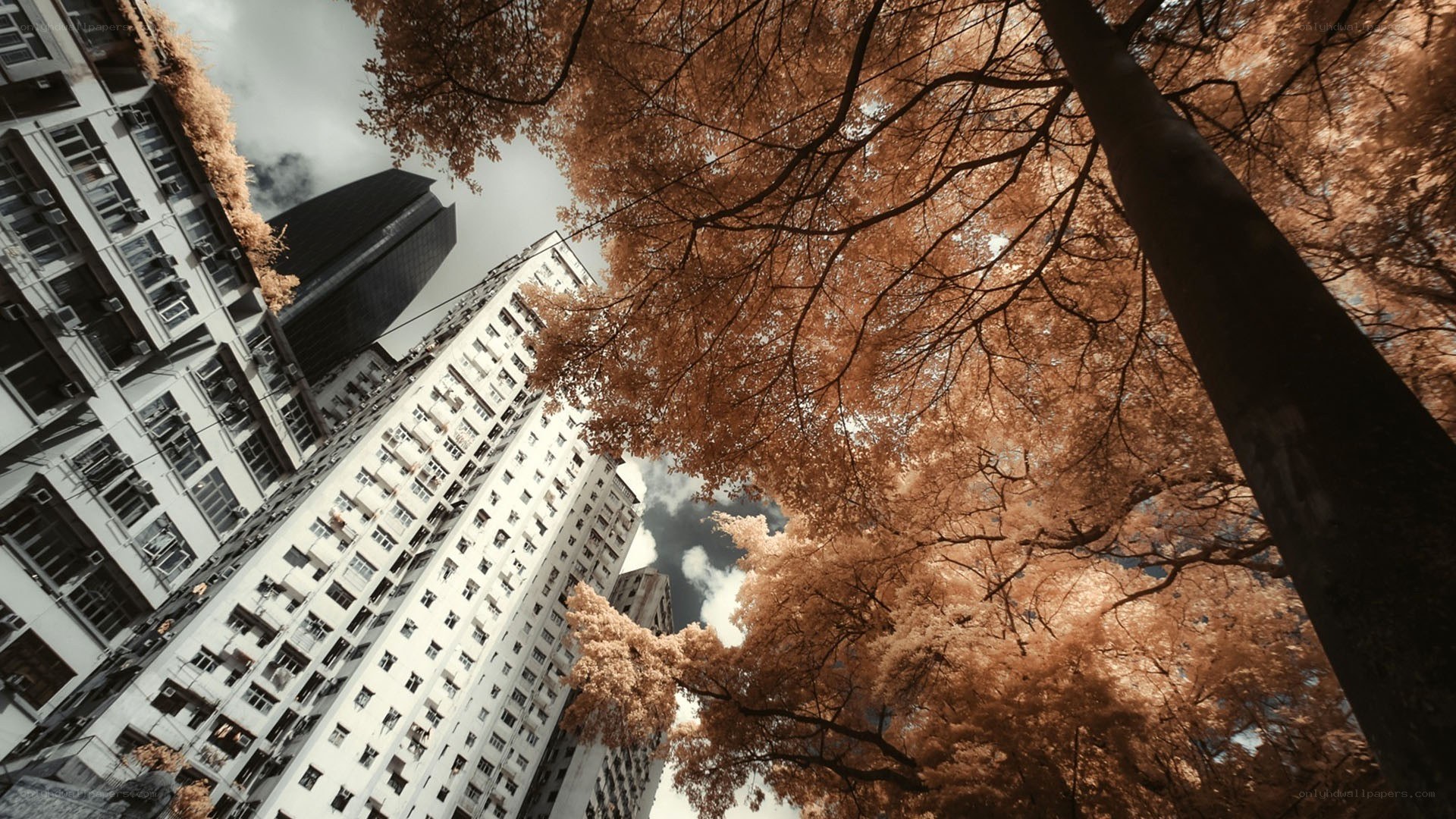 Infrared city trees