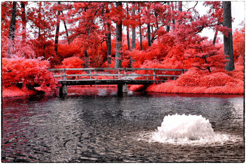 Infrared Forest Bridge