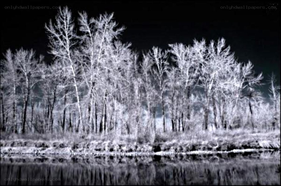 Infrared forest by water