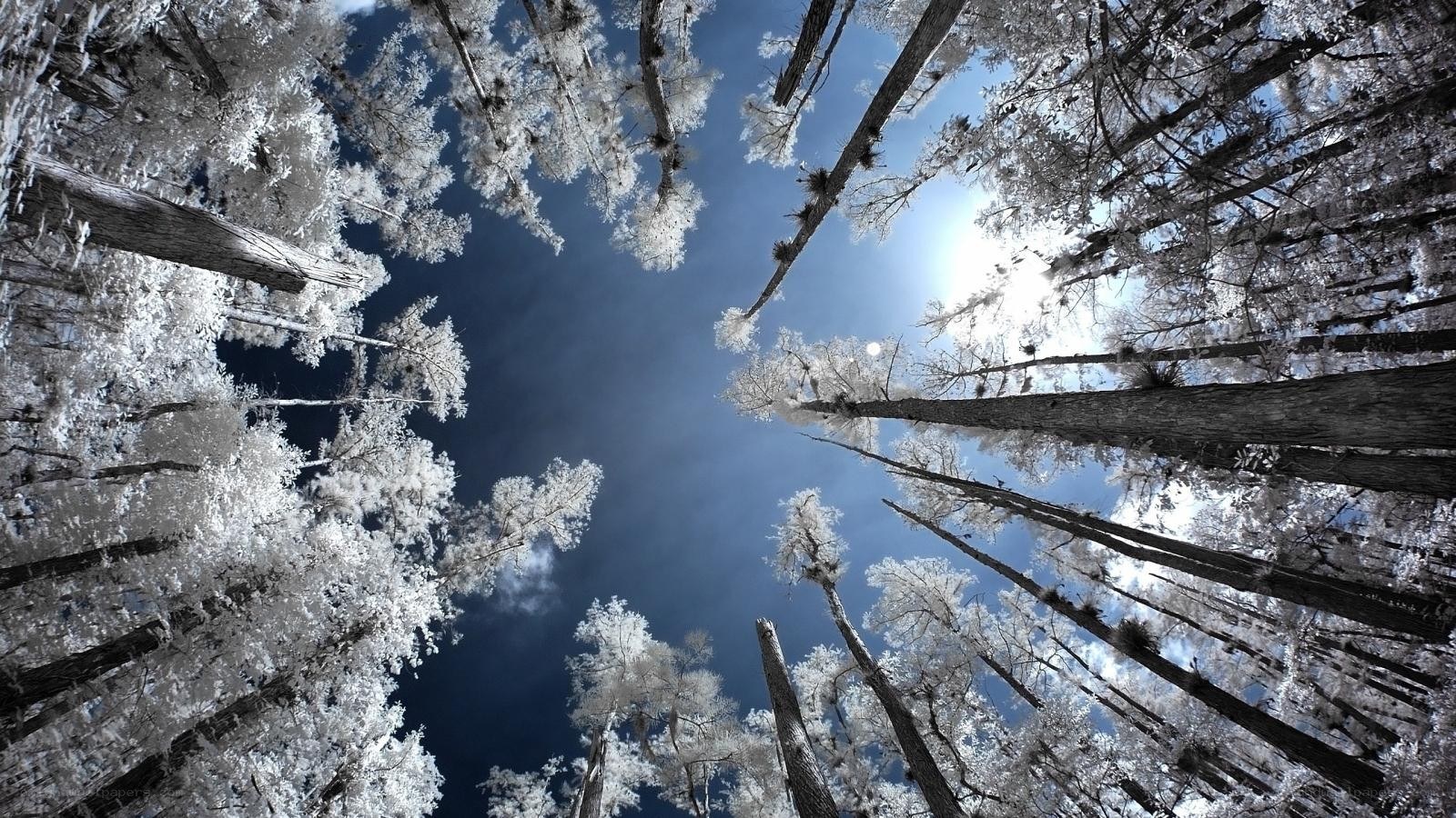 Infrared forest canopy