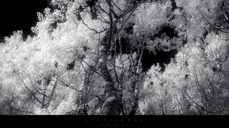 Infrared Forest Canopy — Black, Dramatic, Night