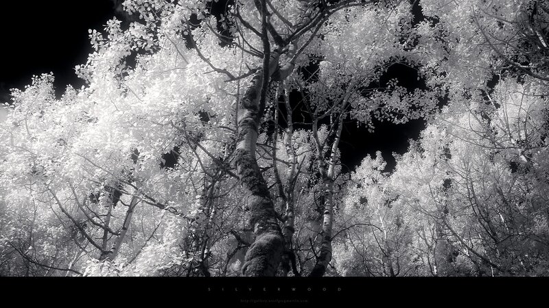 Infrared Forest Canopy — Black, Dramatic