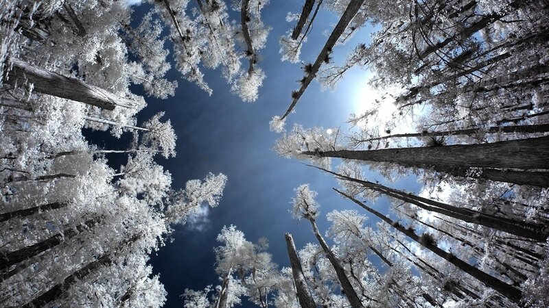 Infrared Forest Canopy — White