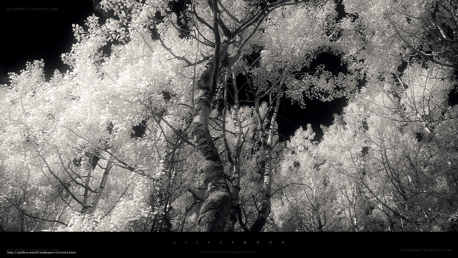Infrared forest canopy