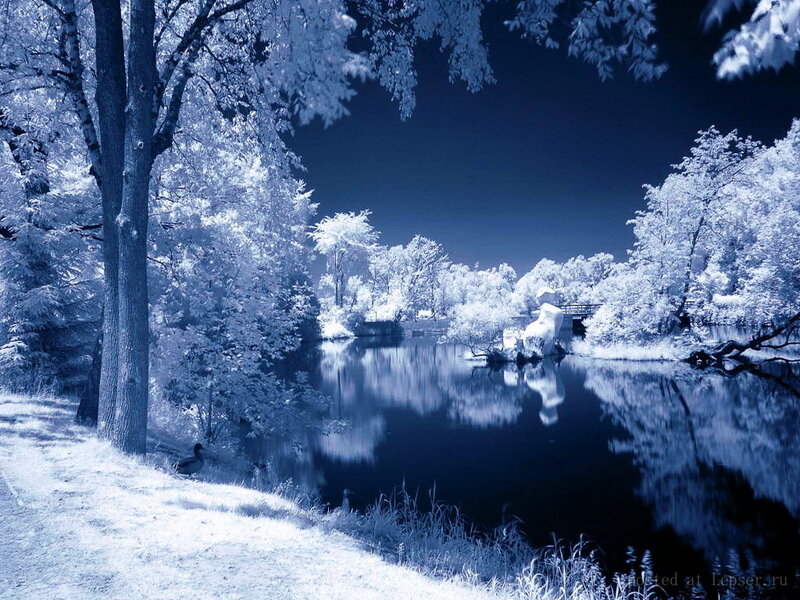 Infrared Forest Lake — Blue, Serene, Night