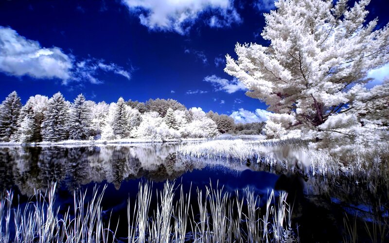 Infrared Forest Lake — Blue, Serene, Photograph