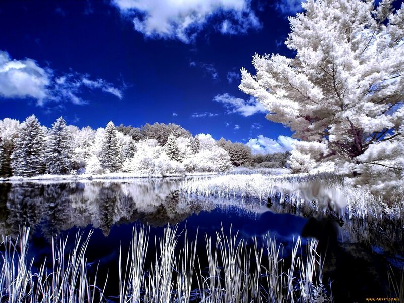 Infrared Forest Lake — Blue, Serene, Photograph, Trees, Sky