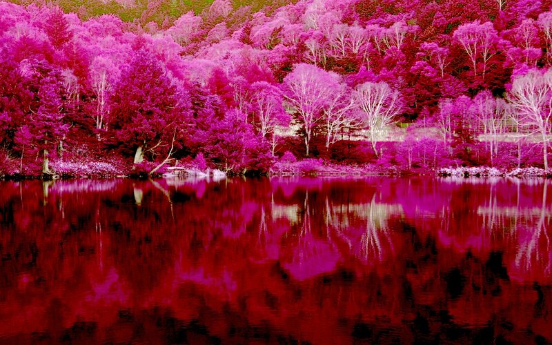Infrared Forest Lake — Magenta