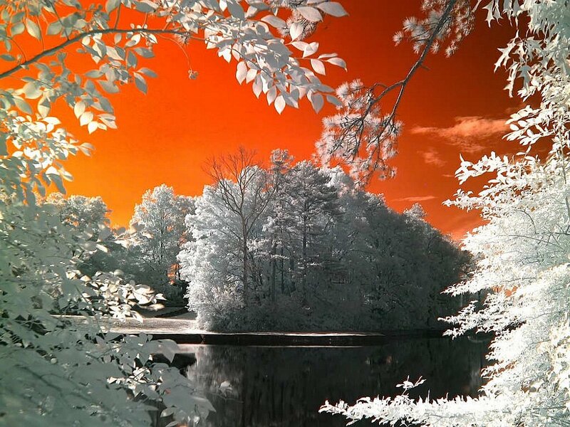 Infrared Forest Lake — Orange