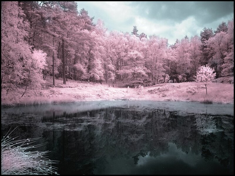 Infrared Forest Lake — Pink, Serene, Photograph
