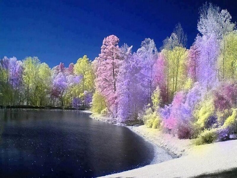 Infrared Forest Lake — Purple, Serene, Night